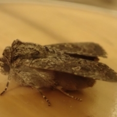 Dasygaster padockina (Tasmanian Cutworm) at Spence, ACT - 30 Oct 2019 by Laserchemisty