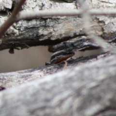 Morethia boulengeri (Boulenger's Skink) at Red Hill, ACT - 30 Oct 2019 by LisaH