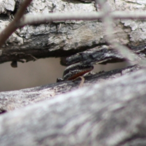 Morethia boulengeri at Red Hill, ACT - 30 Oct 2019