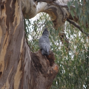 Callocephalon fimbriatum at Hughes, ACT - suppressed