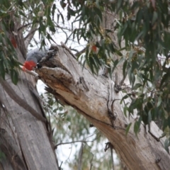 Callocephalon fimbriatum (Gang-gang Cockatoo) at Hughes, ACT - 30 Oct 2019 by LisaH