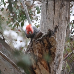 Callocephalon fimbriatum at Hughes, ACT - suppressed