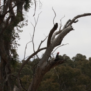 Callocephalon fimbriatum at Hughes, ACT - suppressed