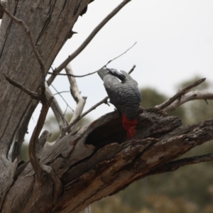 Callocephalon fimbriatum at Hughes, ACT - suppressed