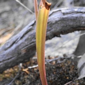 Thelymitra sp. (pauciflora complex) at Acton, ACT - suppressed