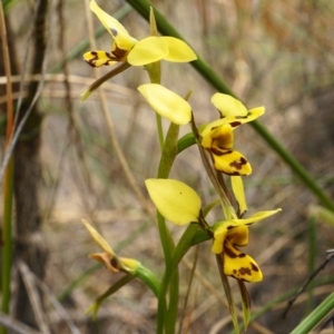 Diuris sulphurea at Acton, ACT - suppressed