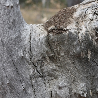 Papyrius nitidus (Shining Coconut Ant) at Deakin, ACT - 29 Oct 2019 by kieranh