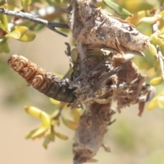 Psychidae (family) IMMATURE (Unidentified case moth or bagworm) at Gungahlin, ACT - 28 Oct 2019 by AlisonMilton