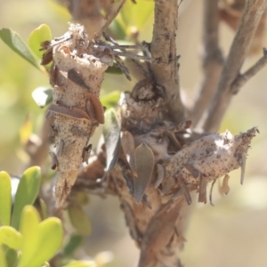 Psychidae (family) IMMATURE at Gungahlin, ACT - 28 Oct 2019