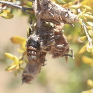 Psychidae (family) IMMATURE at Gungahlin, ACT - 28 Oct 2019