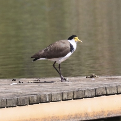 Vanellus miles (Masked Lapwing) at McKellar, ACT - 27 Oct 2019 by Alison Milton