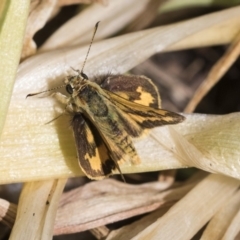 Ocybadistes walkeri (Green Grass-dart) at Higgins, ACT - 28 Oct 2019 by AlisonMilton