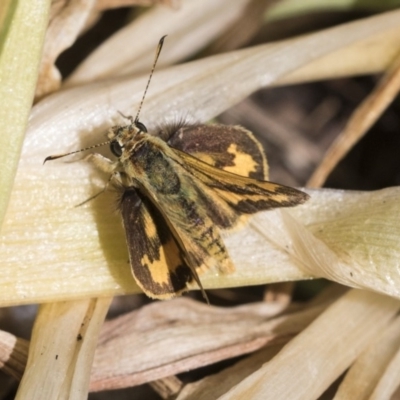 Ocybadistes walkeri (Green Grass-dart) at Higgins, ACT - 29 Oct 2019 by AlisonMilton