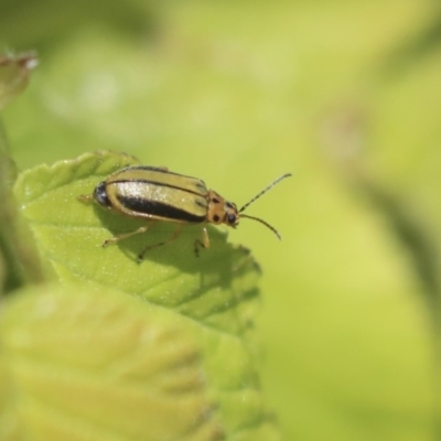 Xanthogaleruca luteola (Elm leaf beetle) at Giralang, ACT - 28 Oct 2019 by AlisonMilton