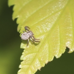 Cymbacha ocellata (Crab spider) at Giralang, ACT - 28 Oct 2019 by AlisonMilton