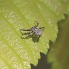 Cymbacha ocellata at Giralang, ACT - 28 Oct 2019 11:24 AM