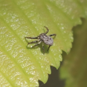 Cymbacha ocellata at Giralang, ACT - 28 Oct 2019