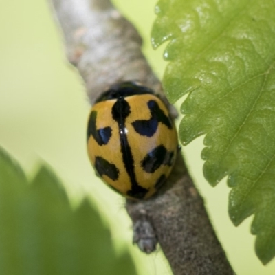 Coccinella transversalis (Transverse Ladybird) at Giralang, ACT - 28 Oct 2019 by AlisonMilton