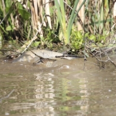 Cyprinus carpio (Common Carp) at McKellar, ACT - 27 Oct 2019 by Alison Milton