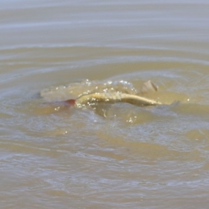 Cyprinus carpio at McKellar, ACT - 28 Oct 2019