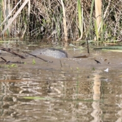 Cyprinus carpio at McKellar, ACT - 28 Oct 2019