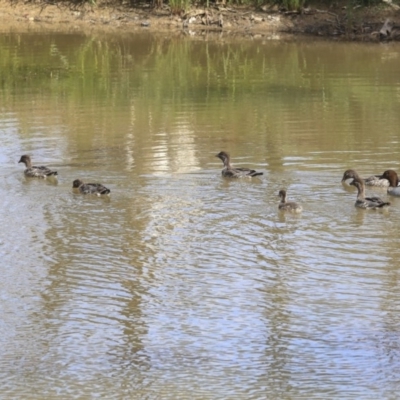 Chenonetta jubata (Australian Wood Duck) at Dunlop, ACT - 25 Oct 2019 by AlisonMilton