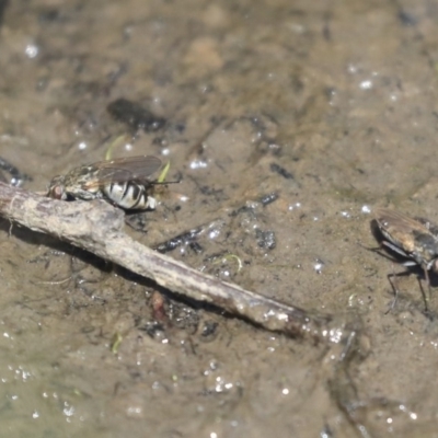 Brachydeutera sydneyensis (Shore fly) at Giralang, ACT - 28 Oct 2019 by AlisonMilton