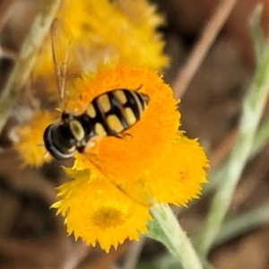 Simosyrphus grandicornis at Sutton, NSW - 30 Oct 2019