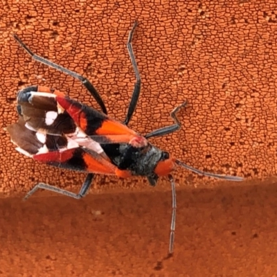 Melanerythrus mactans (A seed bug) at Sutton, NSW - 30 Oct 2019 by Whirlwind