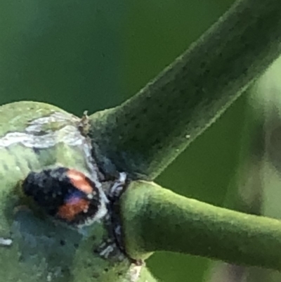 Diomus notescens (Little two-spotted ladybird) at Monash, ACT - 24 Aug 2019 by jackQ