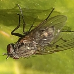 Helina sp. (genus) (Muscid fly) at Monash, ACT - 25 Aug 2019 by jackQ