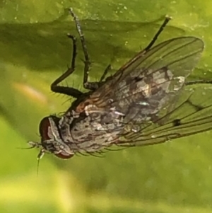 Helina sp. (genus) at Monash, ACT - 25 Aug 2019 10:12 AM