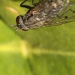 Helina sp. (genus) at Monash, ACT - 25 Aug 2019