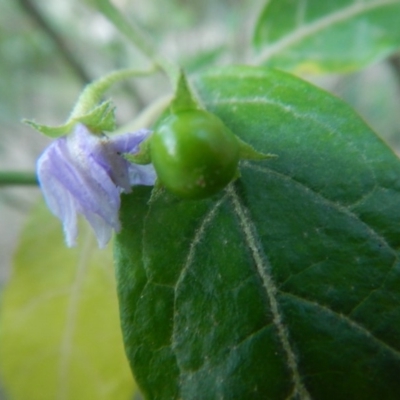 Solanum stelligerum (Devil's Needles) at Bawley Point, NSW - 30 Oct 2019 by GLemann