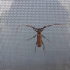 Xystrocera virescens (Large Brown Longhorn Beetle) at Bermagui, NSW - 30 Oct 2019 by Jackie Lambert