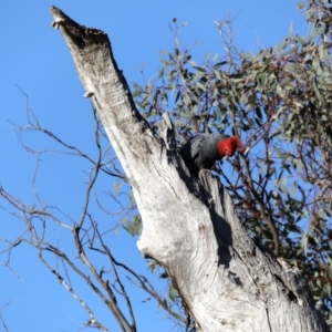 Callocephalon fimbriatum at Ainslie, ACT - suppressed