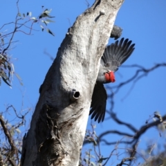 Callocephalon fimbriatum at Ainslie, ACT - suppressed