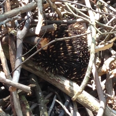 Tachyglossus aculeatus (Short-beaked Echidna) at Mittagong, NSW - 30 Oct 2019 by Margot