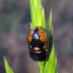 Pterodontia mellii (Hunchback Fly, Small-headed Fly) at Wanniassa, ACT - 30 Oct 2019 by Rin