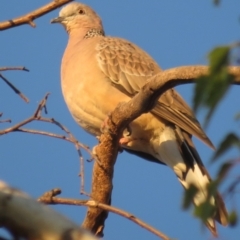 Spilopelia chinensis (Spotted Dove) at Narrabundah, ACT - 24 Oct 2019 by RobParnell