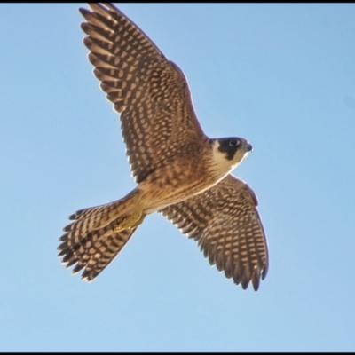 Falco longipennis (Australian Hobby) at Environa, NSW - 17 Apr 2019 by Wandiyali