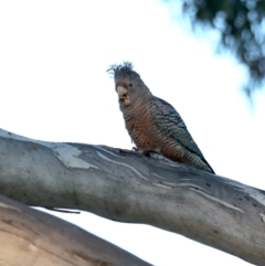 Callocephalon fimbriatum (Gang-gang Cockatoo) at Ainslie, ACT - 30 Sep 2019 by jbromilow50