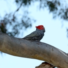 Callocephalon fimbriatum at Ainslie, ACT - suppressed