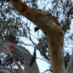 Callocephalon fimbriatum at Ainslie, ACT - suppressed