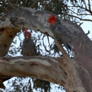 Callocephalon fimbriatum at Ainslie, ACT - suppressed