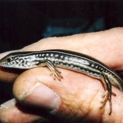 Ctenotus robustus (Robust Striped-skink) at Conder, ACT - 11 Apr 2003 by michaelb