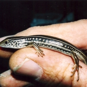 Ctenotus robustus at Conder, ACT - 12 Apr 2003