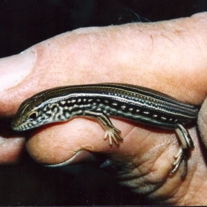 Ctenotus robustus at Conder, ACT - 12 Apr 2003