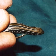 Ctenotus robustus at Conder, ACT - 12 Apr 2003