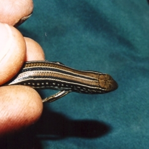 Ctenotus robustus at Conder, ACT - 12 Apr 2003